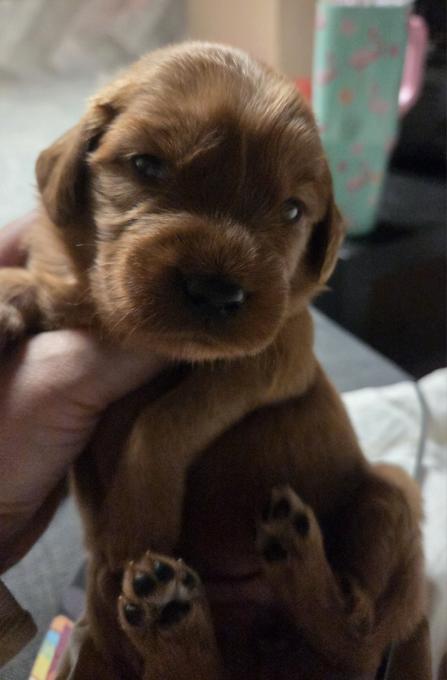 Golden Irish