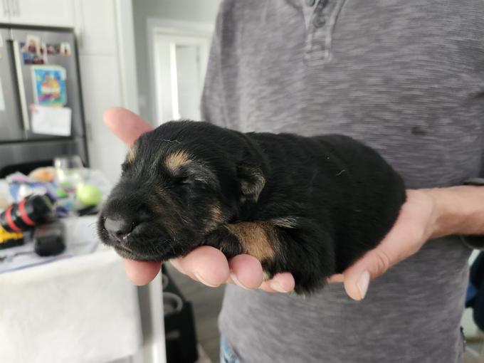 German Shepherd