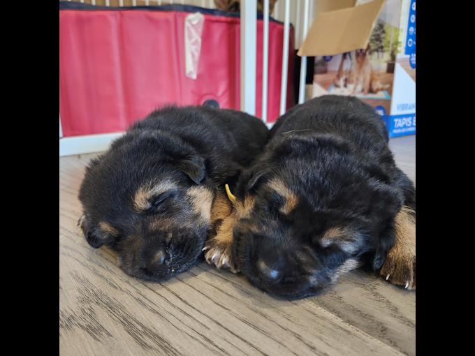 German Shepherd
