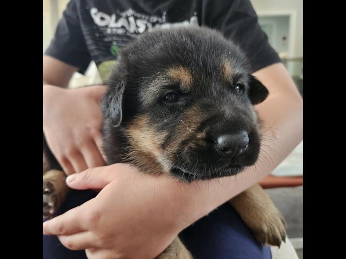 German Shepherd