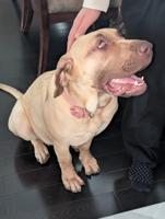 PRESA CANARIO