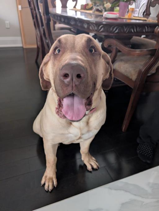 PRESA CANARIO