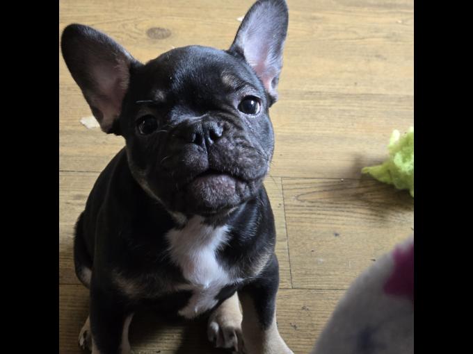 French bulldog