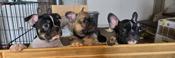 French bulldog