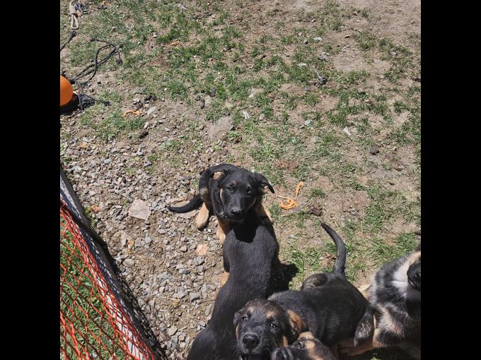 1/4 Rottie 3/4 GSD