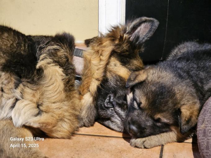 1/4 Rottie 3/4 GSD