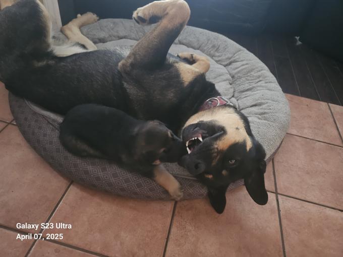 1/4 Rottie 3/4 GSD