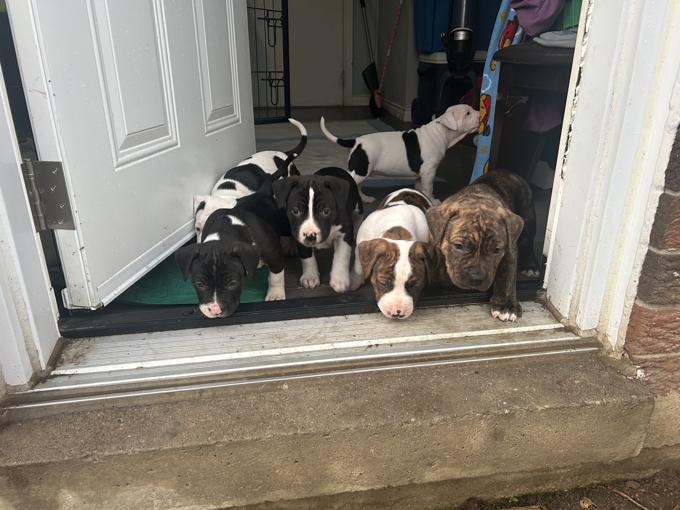 American bulldog