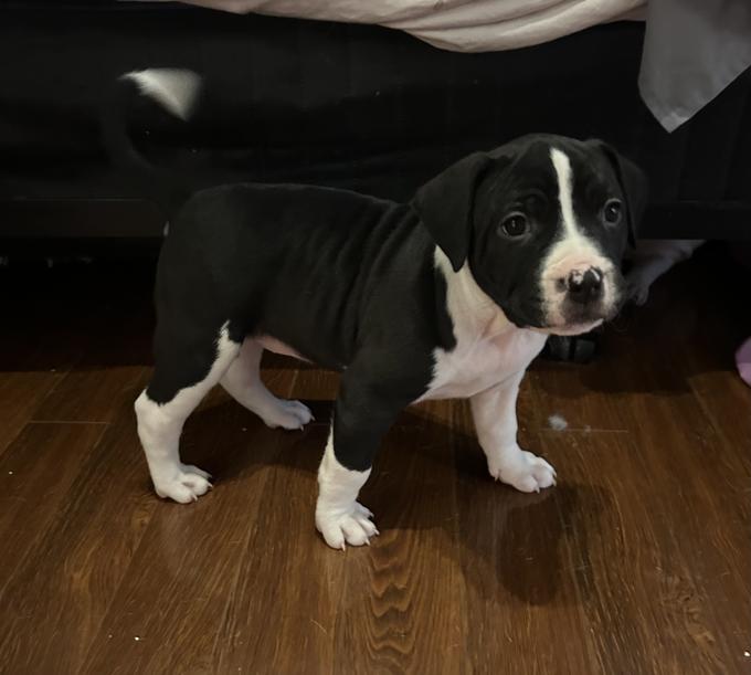 American bulldog
