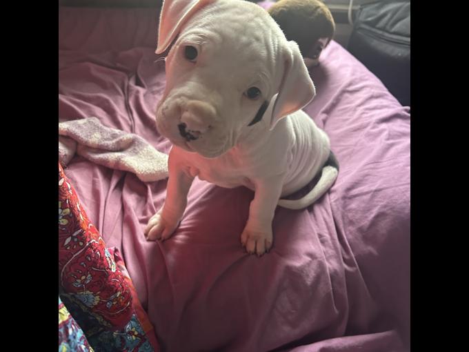 American bulldog
