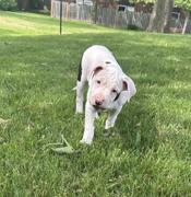 American bulldog