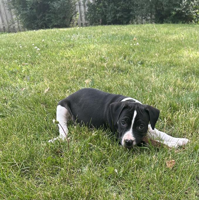 American bulldog