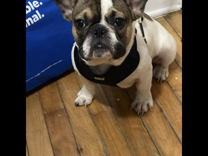 French bulldog