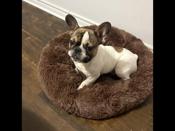 French bulldog