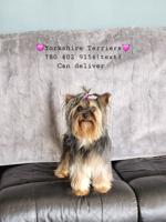 Yorkshire Terrier