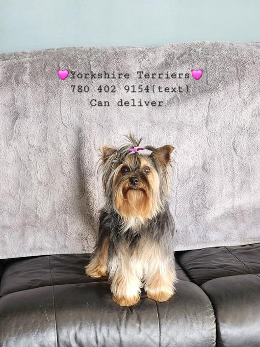 Yorkshire Terrier