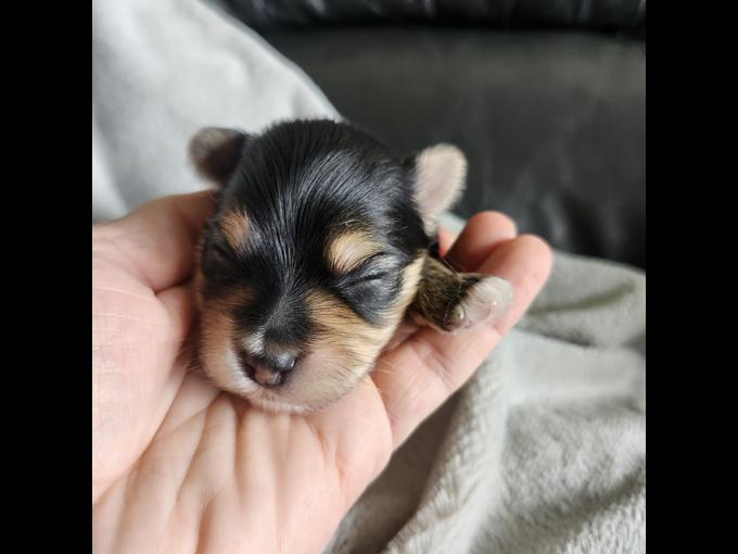 Yorkshire Terrier