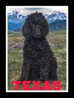Standard Poodles