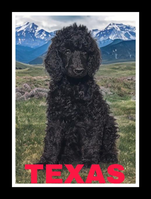 Standard Poodles