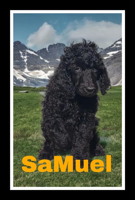 Standard Poodles