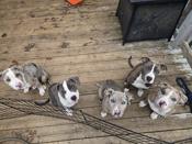 American bullies
