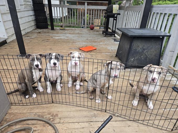 American bullies