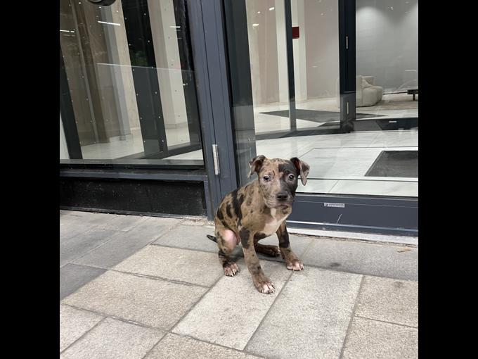 AMERICAN BULLY