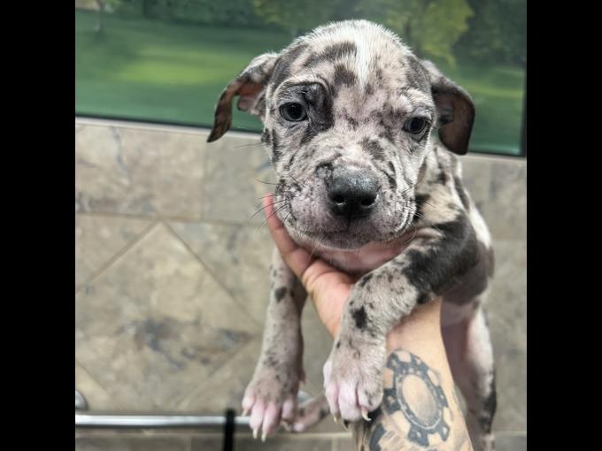AMERICAN BULLY