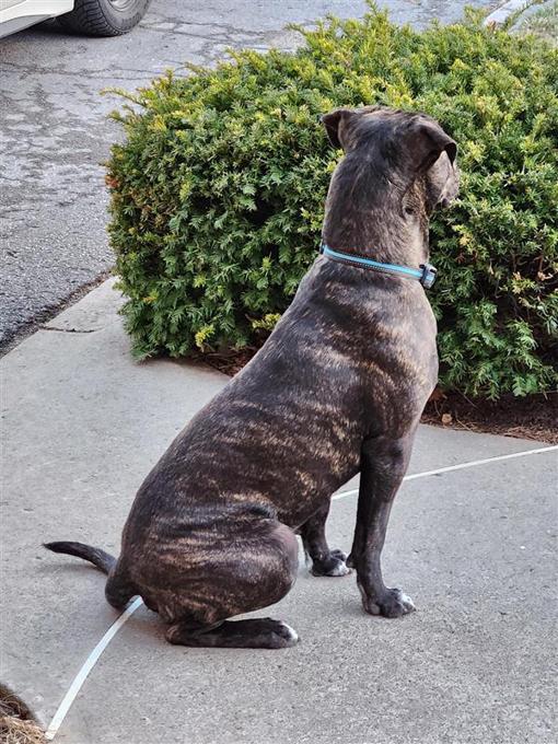 Cane Corso Cross