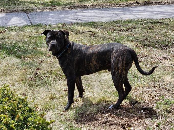 Cane Corso Cross