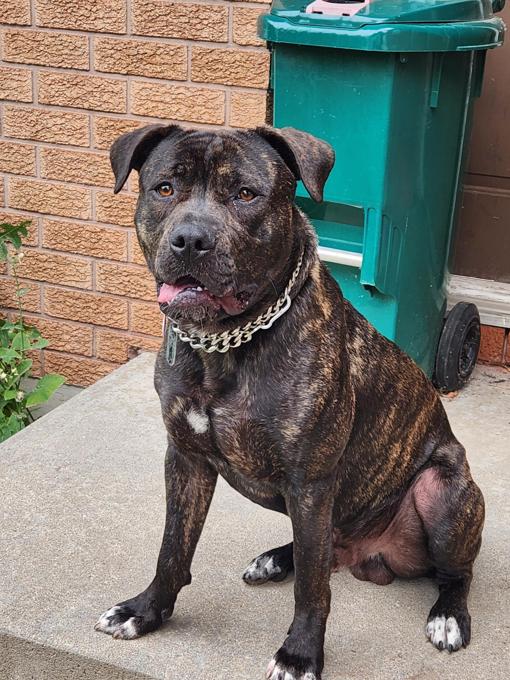 Cane Corso Cross