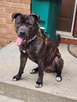 Cane Corso Cross
