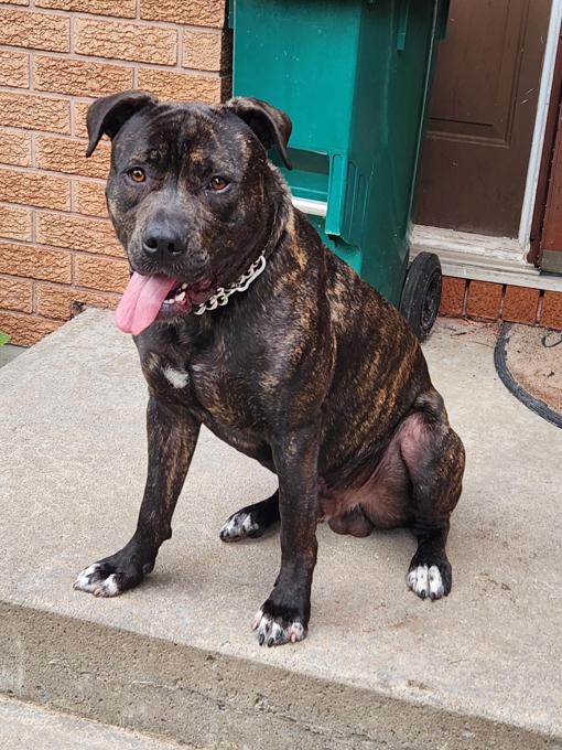 Cane Corso Cross