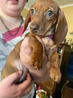 Miniature Dachshund