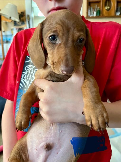 Miniature Dachshund
