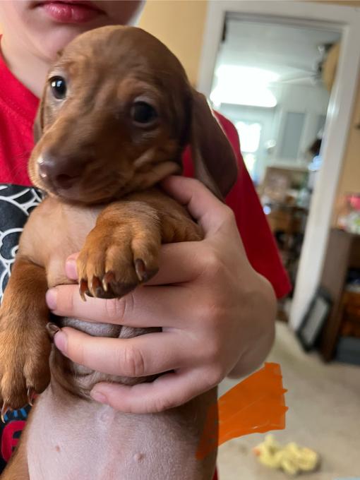 Miniature Dachshund