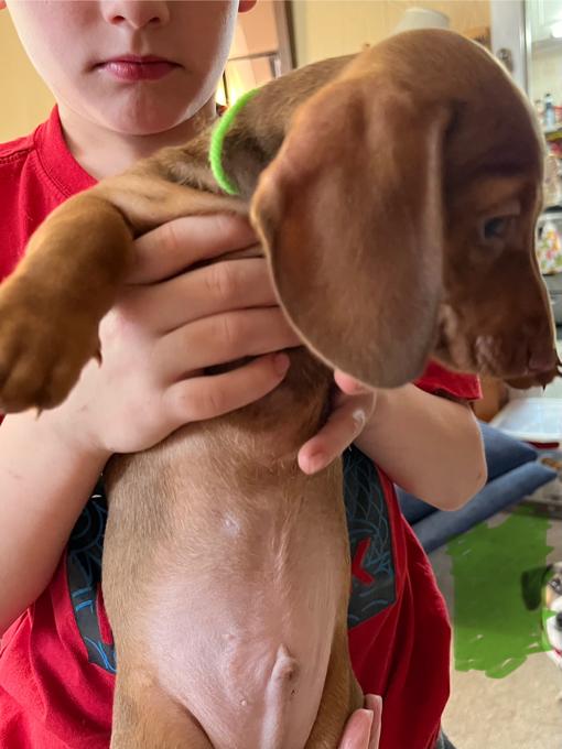 Miniature Dachshund
