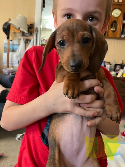 Miniature Dachshund