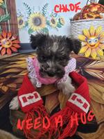 minature schnauzer