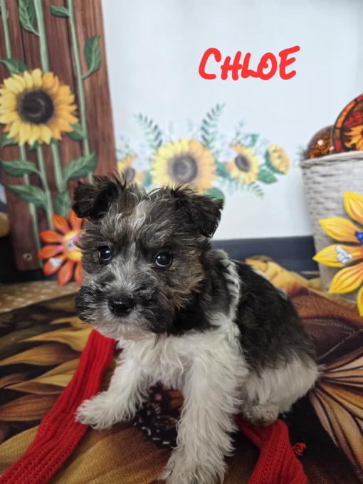 minature schnauzer