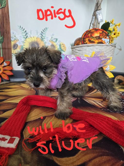 minature schnauzer