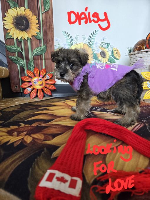 minature schnauzer