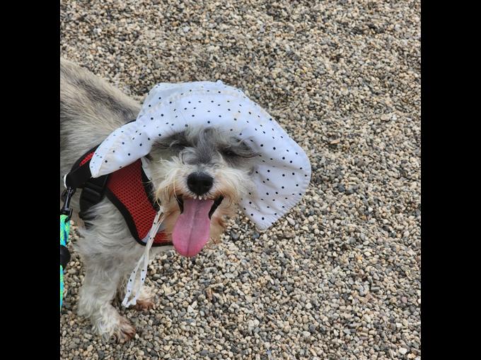 minature schnauzer