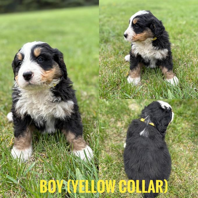 Bernedoodle