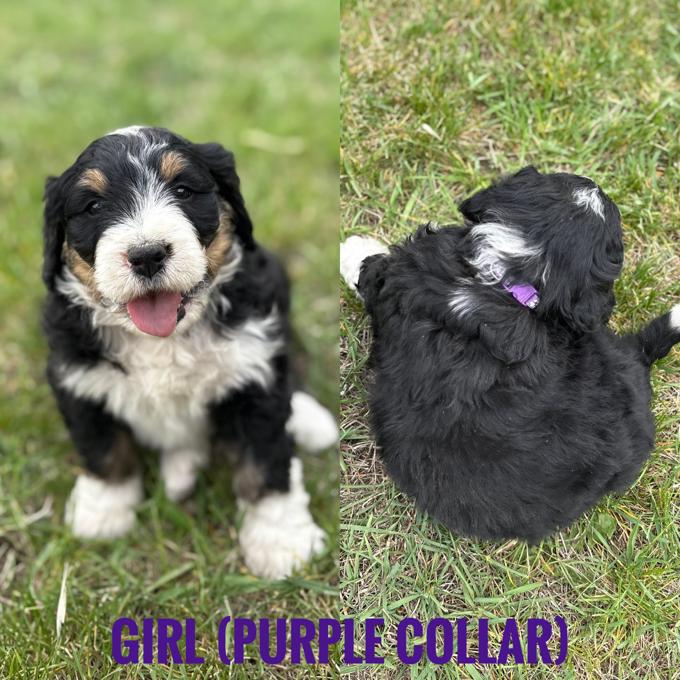 Bernedoodle