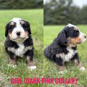 Bernedoodle