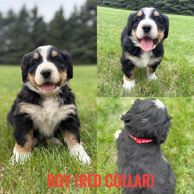 Bernedoodle