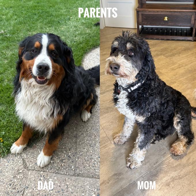 Bernedoodle