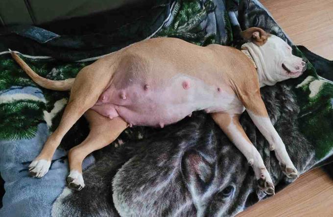Staffordshire Bull Terrier