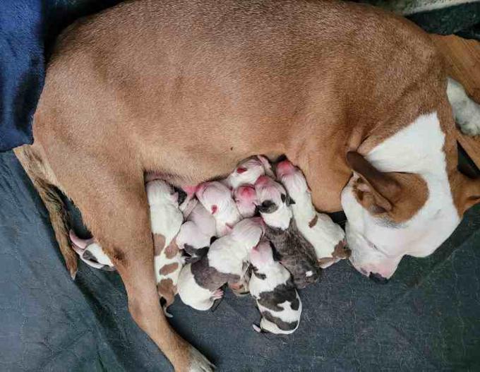 Staffordshire Bull Terrier